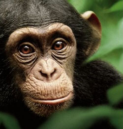 Schimpanse afffe disney